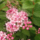 Little Princess Spirea.png